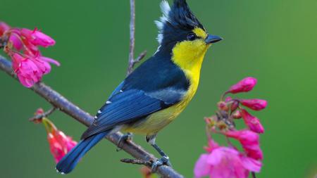 Feathers Hat Bird - yellow, pink flowers, bird, blue