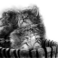 lovely cat for my friend cat-lover