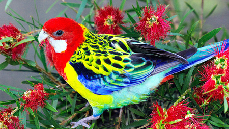 Colorful Bird With Red Flowers - bird, colorful, beautiful, red flowers