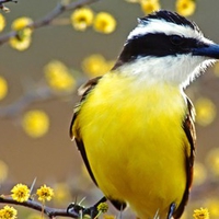 Yellow Cute Bird