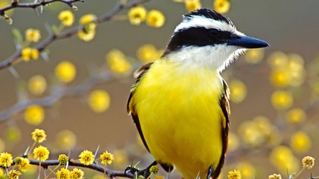 Yellow Cute Bird - bird, flowers, cute, yellow