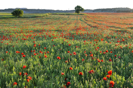 Field of poppies - nature, sky, red, beautiful, green, field, tree, poppies