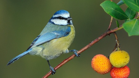 Blue Beautiful Bird - bird, fruits, blue, beautiful