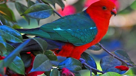 Red Parrot - red, leaves, parrot, blue