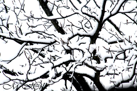 Snow covered Branches - black, white, branch, winter, photography, cold, snow, tree