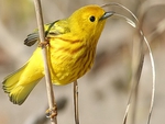 Yellow Cute Bird