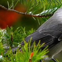 Beautiful Gray Bird