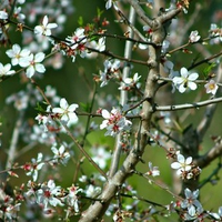 My cherry tree on green background