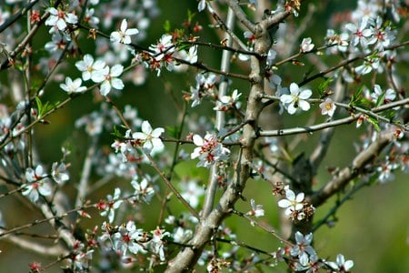 My cherry tree on green background - nature, green, tree, flower