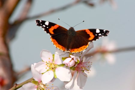 Butterfly on a cherry bud - white, nature, sky, butterfly, insect, flower