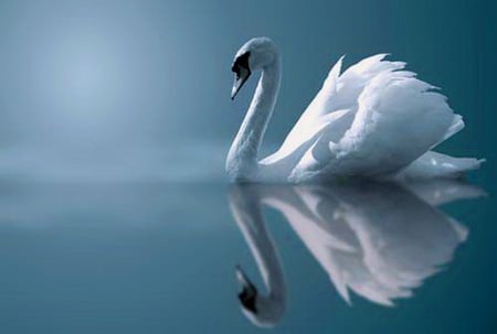 Soft reflections - swan, lake, feathers, swimming, water, mist, white, reflections, calm, graceful, blue