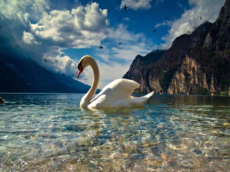 Swan in Water - beautiful, swan, in water, picture