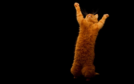 JOYFUL KITTY - joy, cat, orange, stands, dance