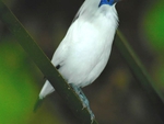 White Bird With Blue Eye