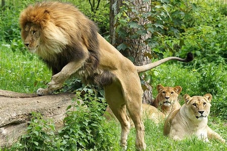 Bye-Girls - picture, lion, cool, lionesses, in wild