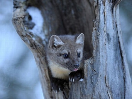 Pine-Marten - picture, cute, marten, pine