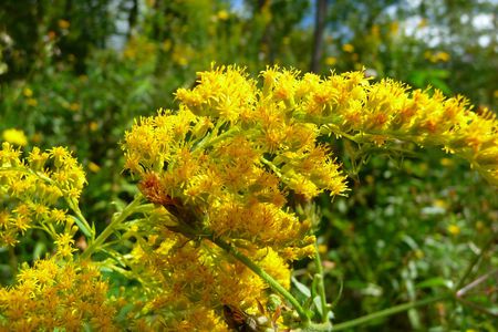 goldenrod - nature, yellow, trees, leaves, flowers