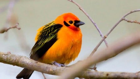 Colorful Bird - bird, black, yellow, orange