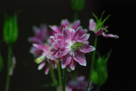 unique-columbines - nature, purple, closeup, blue, color, flowers, flower