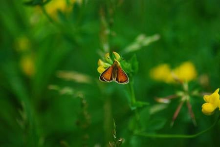 tiny-moth - nature, closeup, yellow, animal, small, butterflies