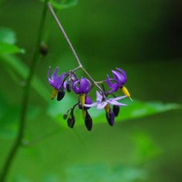 pretty-purple-weed