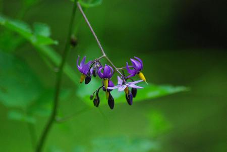 pretty-purple-weed - nature, purple, closeup, pretty, flowers, flower