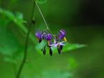 pretty-purple-weed