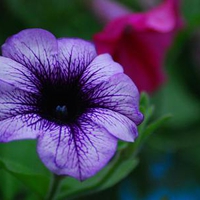 purple-petunia