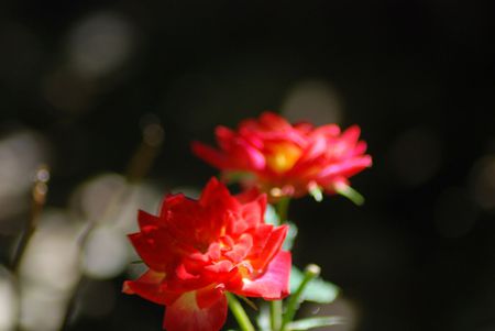 morning-sun-playing-on-mini-roses - morning, nature, closeup, roses, red, flowers, rose, flower