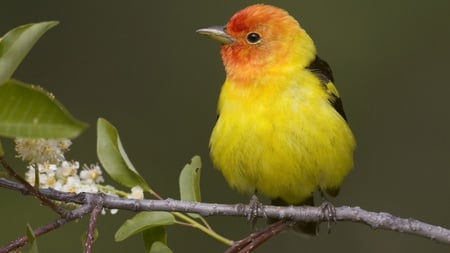 Yellow Little Bird - black, yellow, bird, red