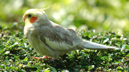 Chaming Parrot - bird, pale, color, chaming