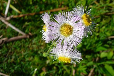 fleabane-at-woodville - white, nature, closeup, yellow, photography, flowers, colors