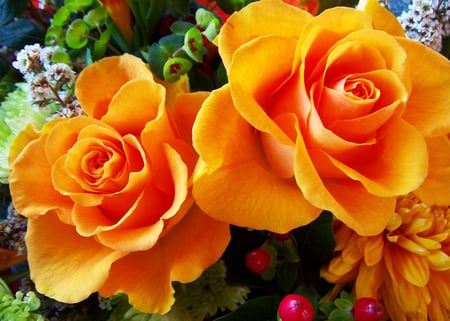 Orange roses - nature, orange, flowers, roses