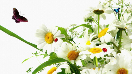 Ladybugs Daisies - white, white daisies, ladybug, butterfly, wild flower, firefox persona