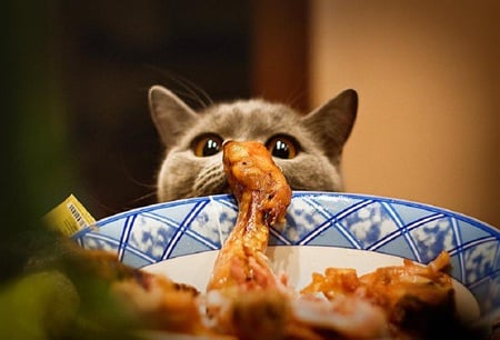 Temptation - fur, plate, chicken, animal, feline, ears, cat