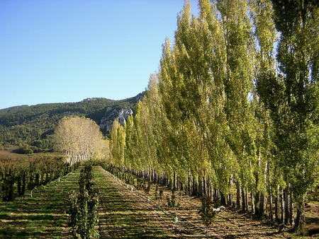 orchard - nature, trees, france, landscape, green, orchard