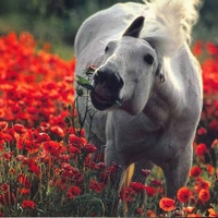 horse in the poppy field