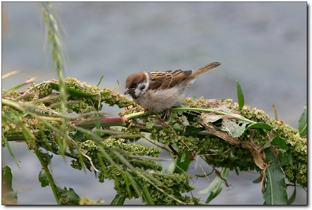 sparrow for Jasnas - sparrow, bird, branch, friend