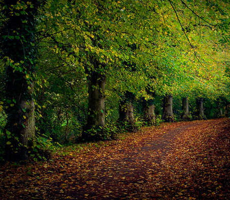 Peaceful Path - forest, leaves, trees, park, autumn