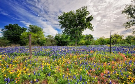 Spring - pretty, bluebells, yellow, summer, blue, landscape, blue sky, grass, spring, yellow flowers, leaves, flowers, fresh, view, field, nice, sky, clouds, trees, beautiful, beauty, colors, lovely, fence, tree, wildflowers, colorful, nature, green, floral, peaceful