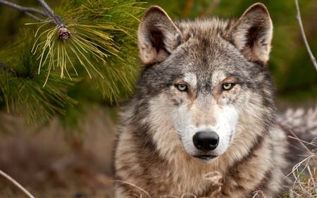 HANDSOME PREDATOR - a predator, wolf, a stern look, hamdsom, dog, wild