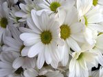 White daisies