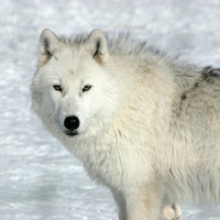 The Arctic  wolf