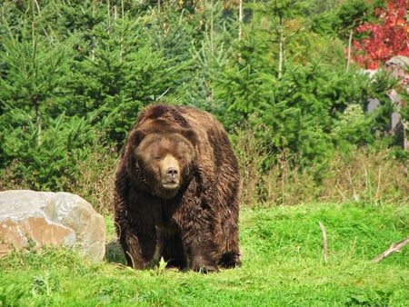 The Big brown Grizzly - big, grizzly, the, brown