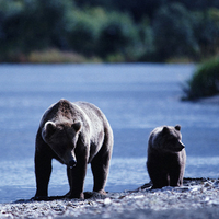 Mother and Son Bear