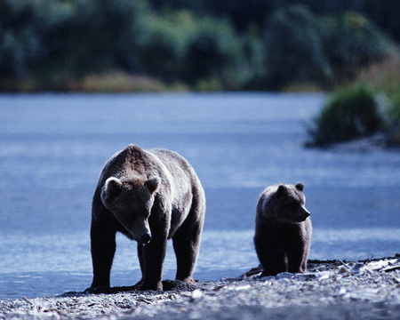 Mother and Son Bear - bear, son, and, walking, mother