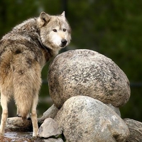 The Timber wolf looks back