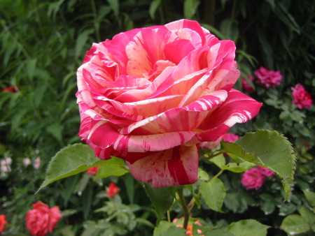 Beautiful Rose - rose, flower, picture, beautiful