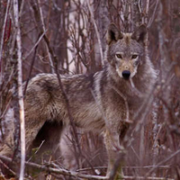 Timber wolf