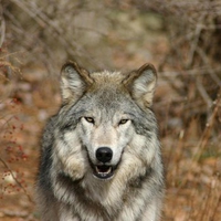 Timber wolf